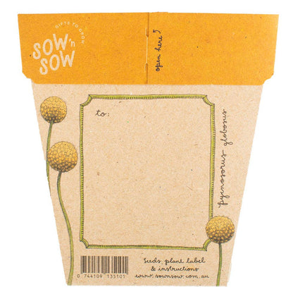 Billy Buttons Gift of Seeds (Australia Only)