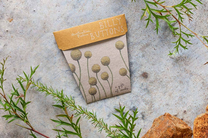 Billy Buttons Gift of Seeds (Australia Only)