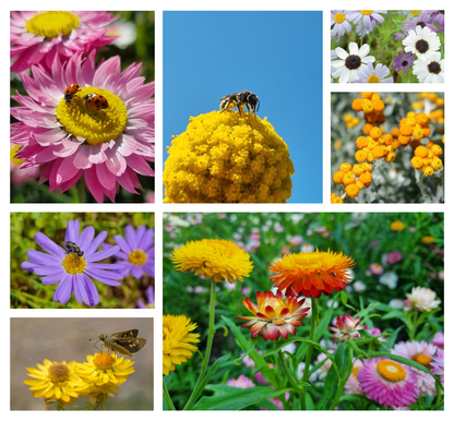 Australian Native Mix - Wildflower Seeds: 0.5 Gram