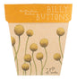 Billy Buttons Gift of Seeds (Australia Only)